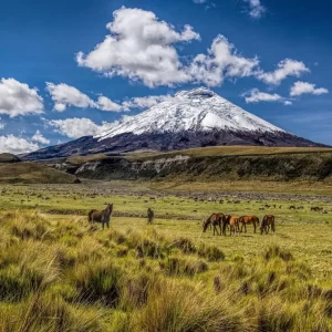 Volcanoes Avenue Trekking